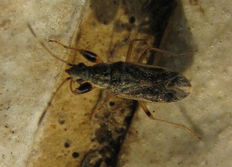 Lygaeidae: Paraparomius leptopoides (Turchia-Istambul)